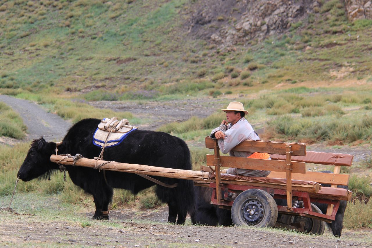 570-Yoliin-Am-082.jpg - Aan de ingang van de kloof wacht een Mongool om je met yak en kar door de kloof te rijden.