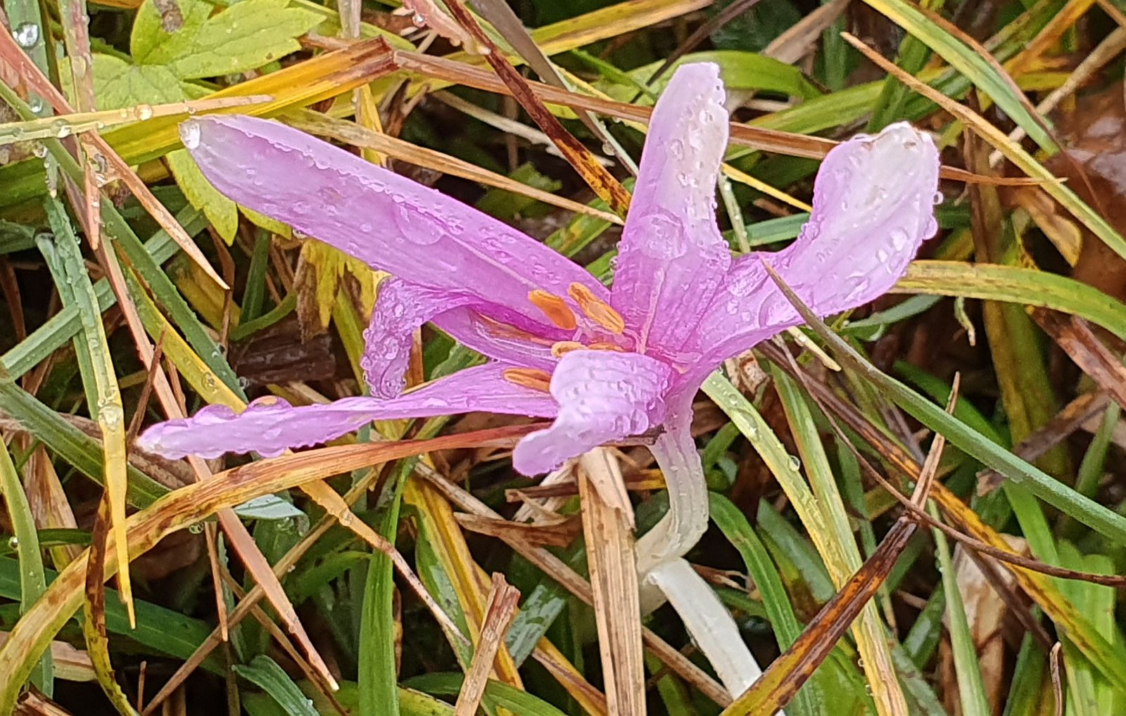 369-dag-12-12-Herbstzeitlose.jpg - Herfststijlloos brengt wat kleur.