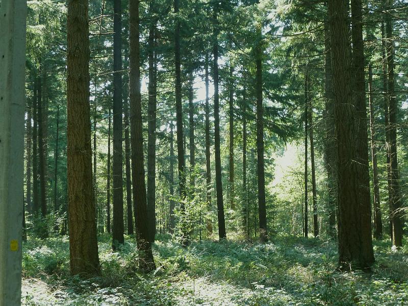 018dag1houtland9.jpg - Genieten van de Houtlandse bossen ...