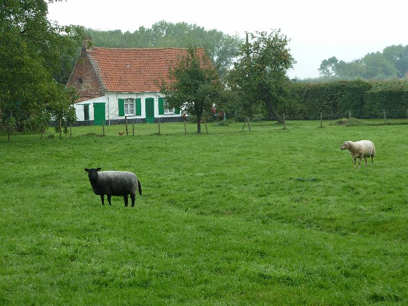 039dag2Veldegem6.jpg - Idylle in Veldegem.