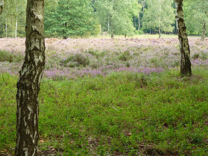 084dag2zedelgem3.jpg - Het domein Beisbroek is eigendom van de stad Brugge en bestaat vooral uit heide, bos, en akkers.