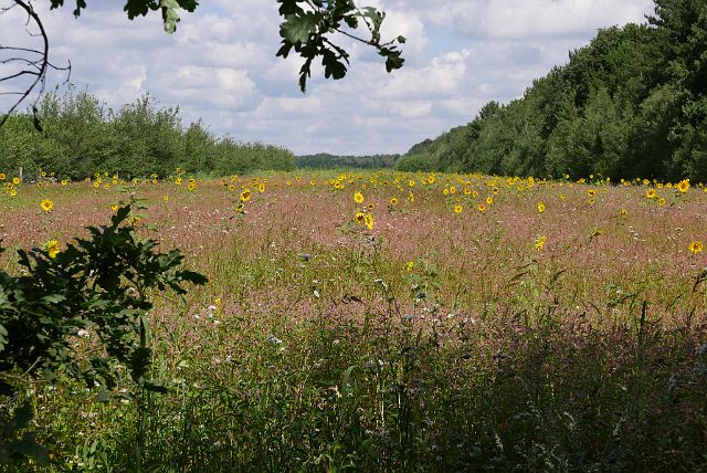 094-hoge-vijvers-12.jpg - Die zit nog tussen de zonnenbloemen.