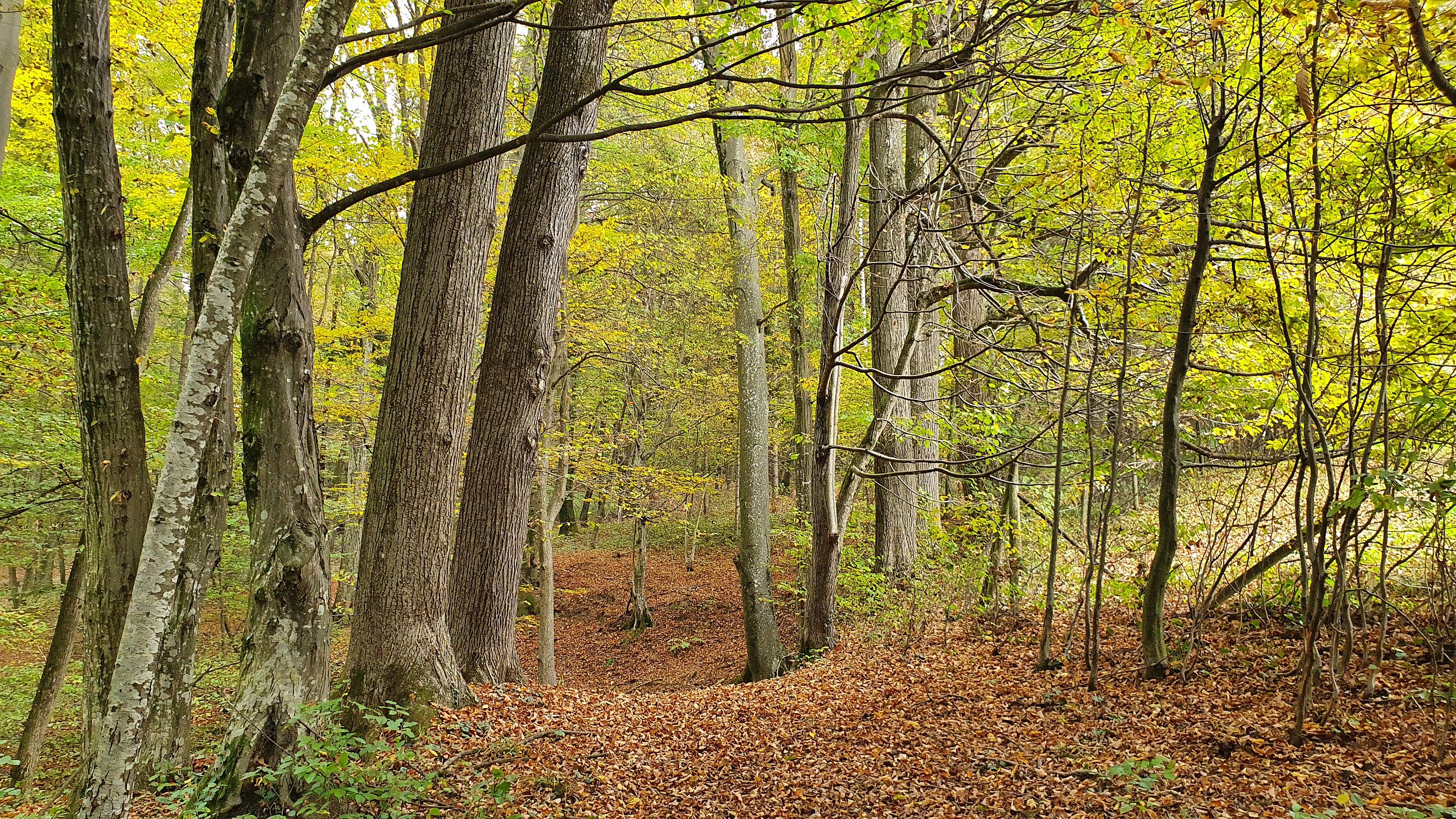 098-dag-05-Grossklein-55-Klein-Goldes.jpg - We duiken terug het bos in.