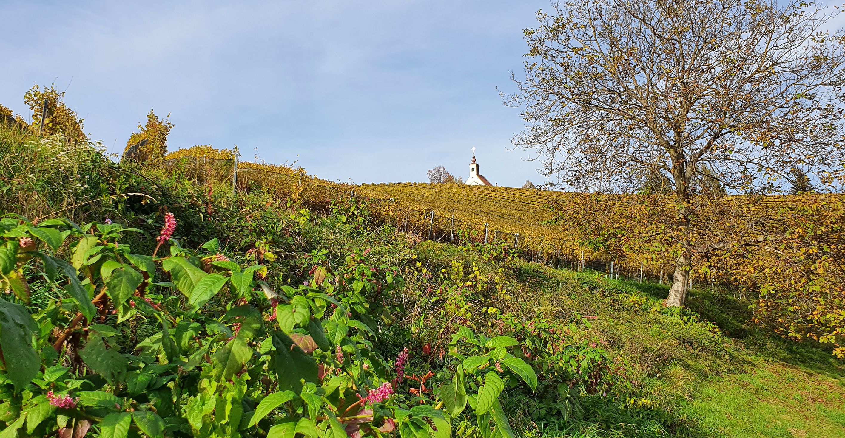 178-dag-07-pistorfer-rundwanderweg-65-theresienkapelle.jpg - Ook in de lente moet het hier prachtig zijn!