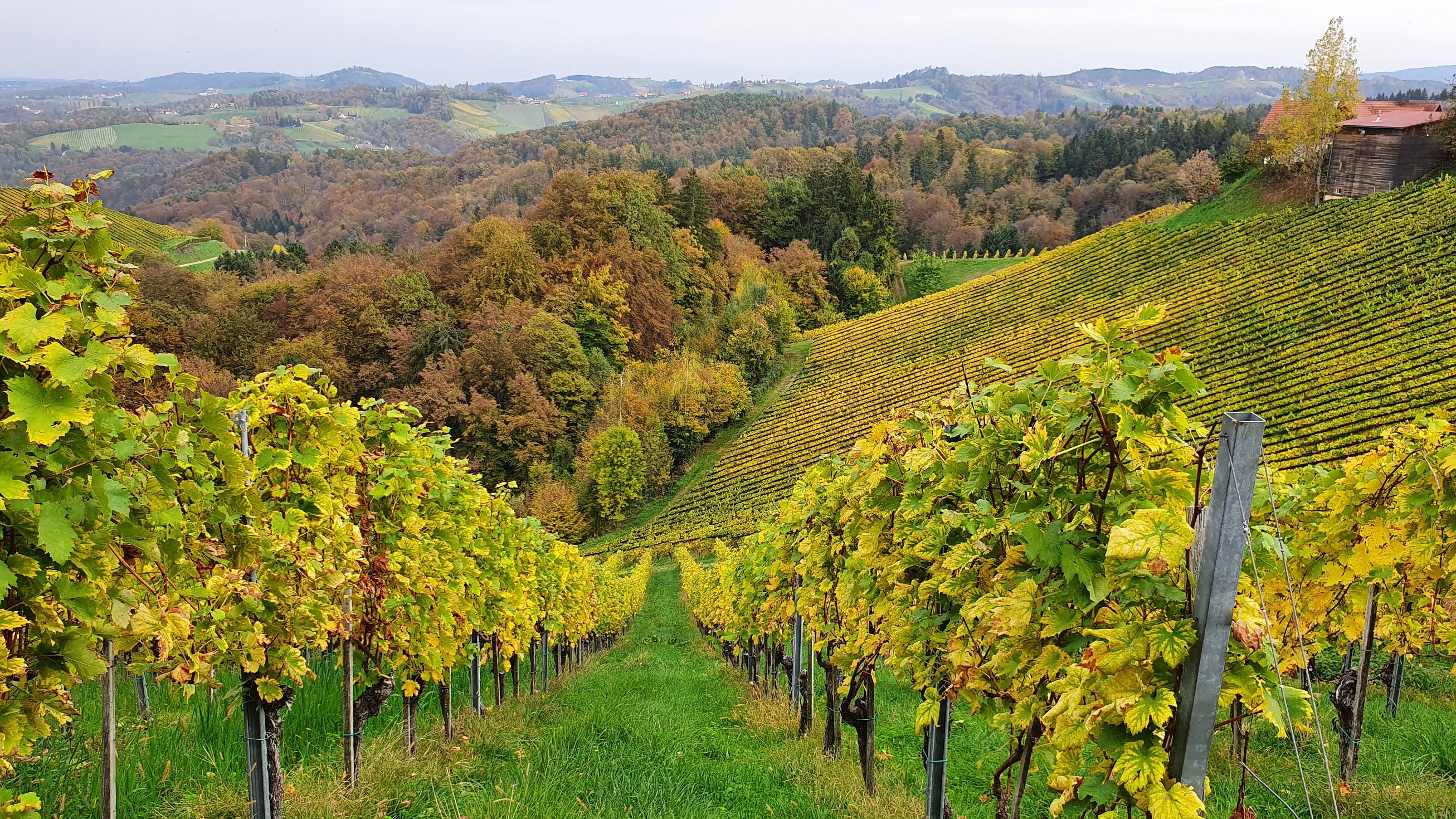 211-dag-08-weinstrassentour-44-buschenschank-kranachberg-skoff.jpg