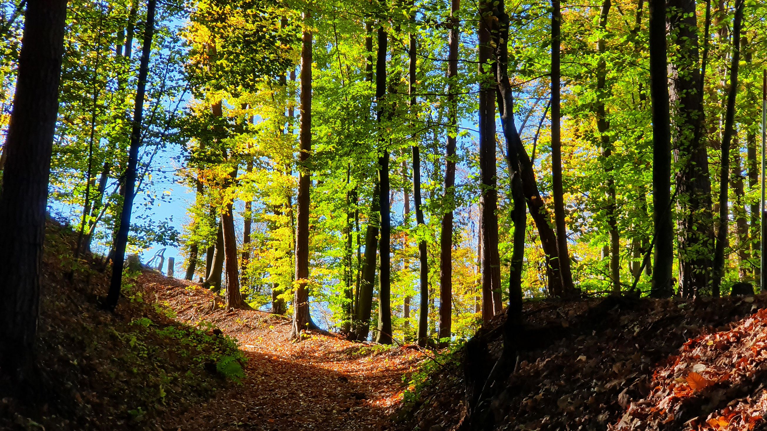 242-dag-09-st-johann-saggautal-048-weg-der-sinne.jpg - Terug steil omhoog door het bos.