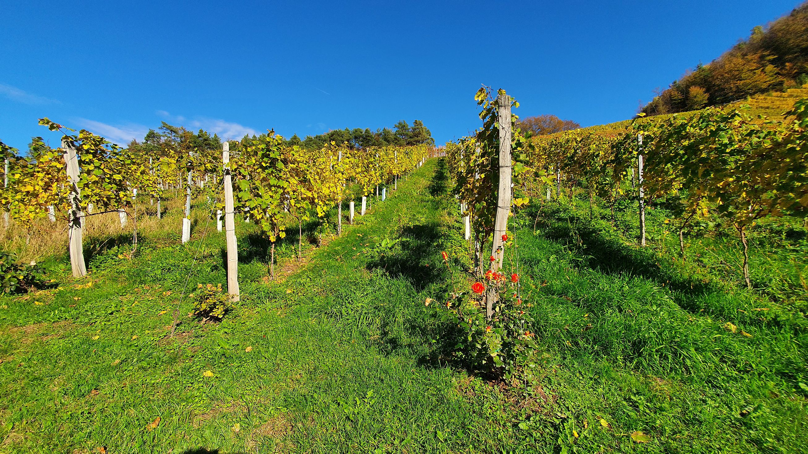 245-dag-09-st-johann-saggautal-053-weg-der-sinne.jpg