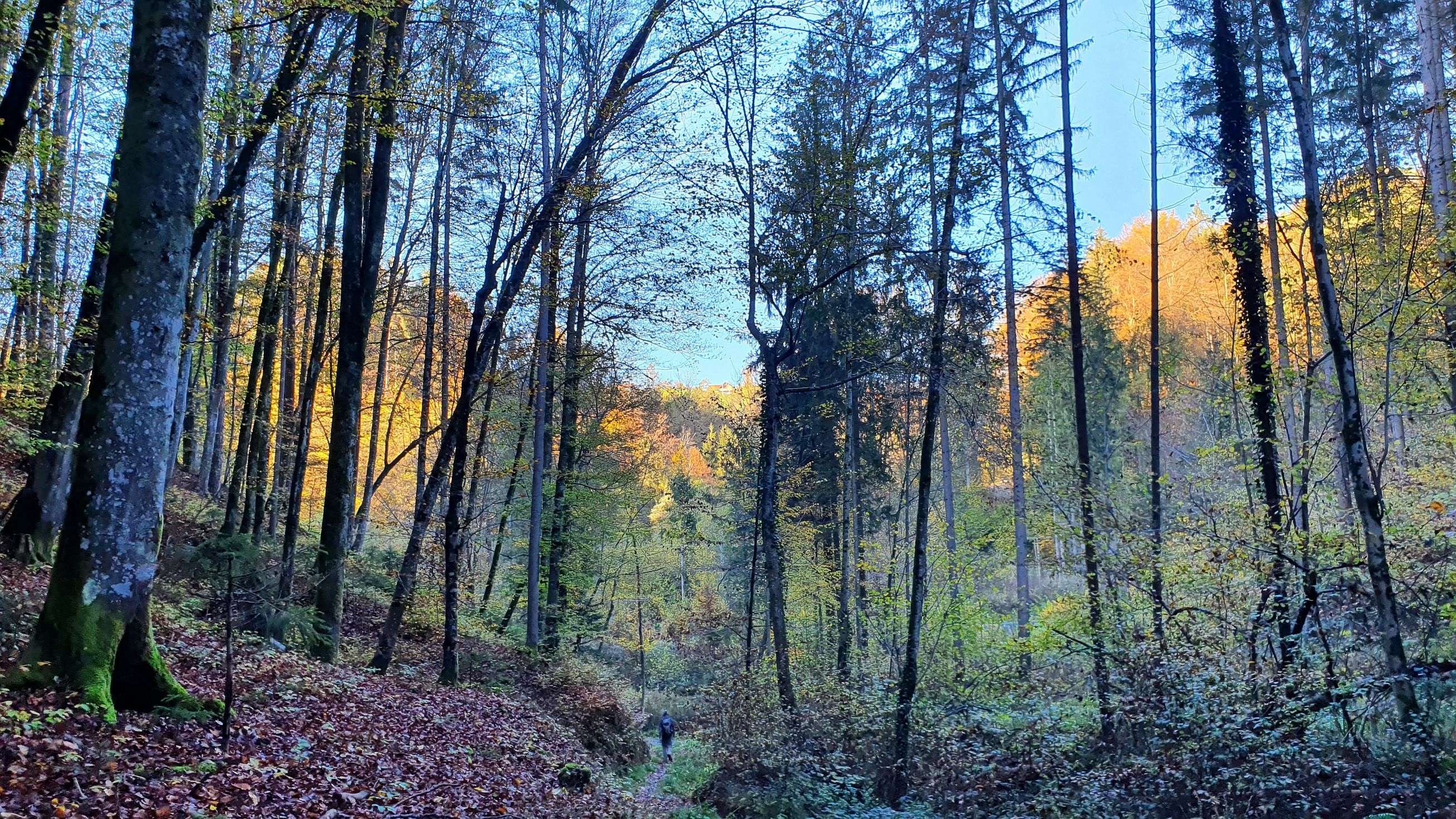 262-dag-09-st-johann-saggautal-082-weg-der-sinne.jpg - De zon staat al laag als we terug door het bos steil naar beneden gaan.