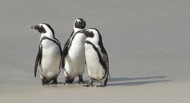 009-2pinguins-7.jpg - pinguins, Simonstad, Zuid-Afrika