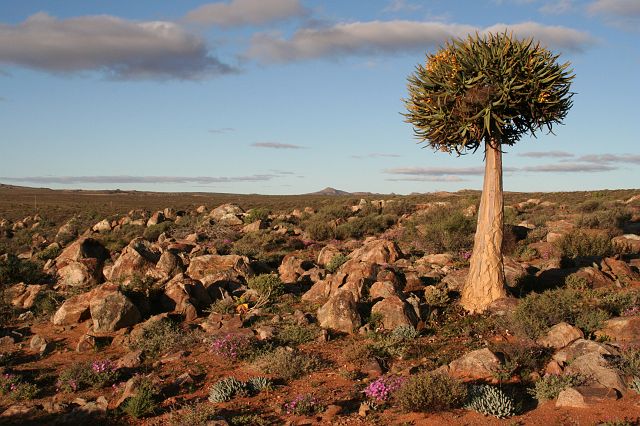 012-kokerboom-04.jpg - eenzame kokerboom in Zuid-Afrika, grensgebied Namibië