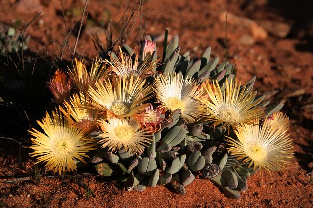 013-bloemen-11.jpg - bloemen, Zuid-Afrika, grensgebied Namibië