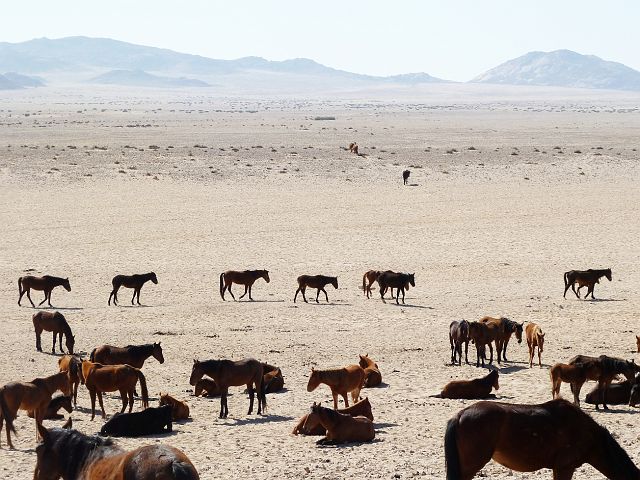 027-namib-22.jpg - wilde paarden, Namibwoestijn, Namibië