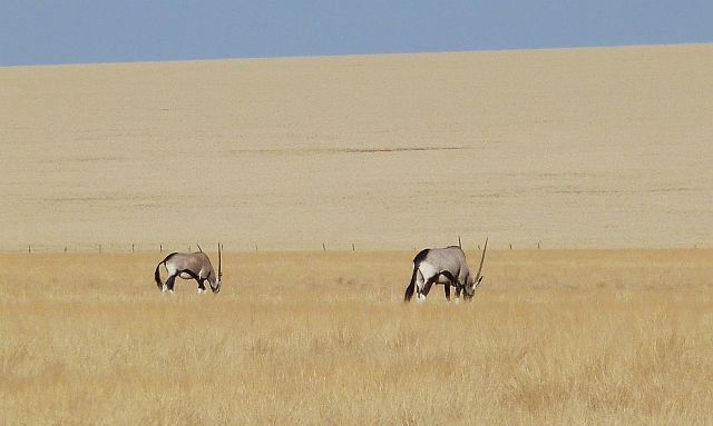 030-namib-naukluft-04.jpg - oryxen, Namibwoestijn, Namibië