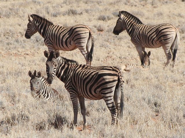 033-onderweg-53.jpg - zebra's, Namibwoestijn, Namibië