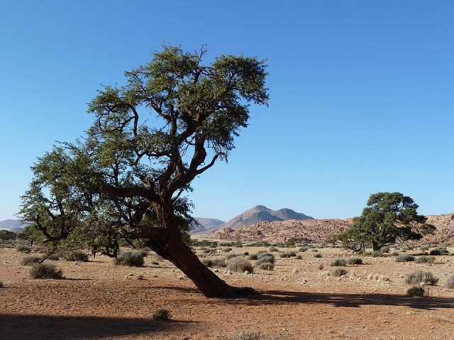035-namib-45.jpg - Namibwoestijn, Namibië