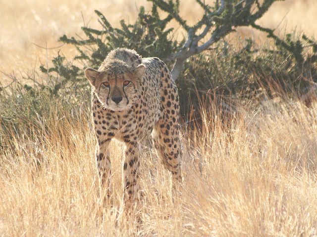 052-cheetah-08.jpg - cheetah, Naankuse, Namibië