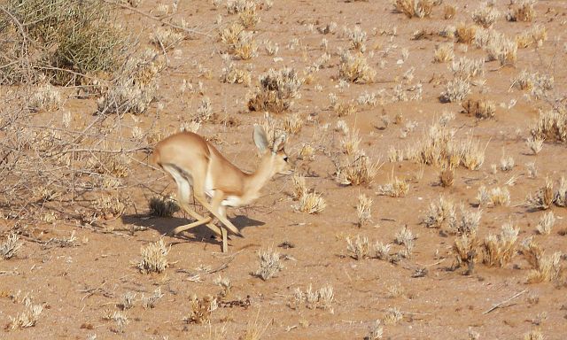 064-damaraland-37.jpg - impala, Damaraland, Namibië