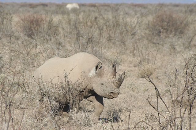 068-etosha-037.jpg - neushoorn, Etosha, Namibië