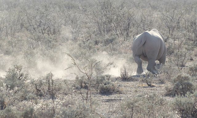 069-etosha-035.jpg - Neushoorn, Etosha, Namibië