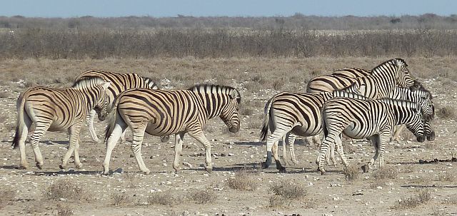 070-etosha-041.jpg - zebra's, Etosha, Namibië