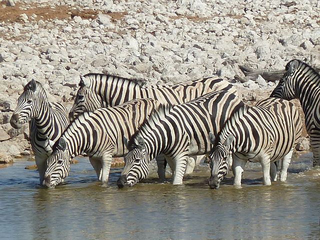 071-etosha-073.jpg - zebra's, Etosha, Namibië