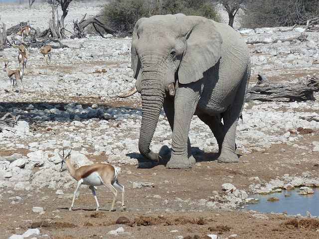 072-etosha-072.jpg - olifanten, Etosha, Namibië