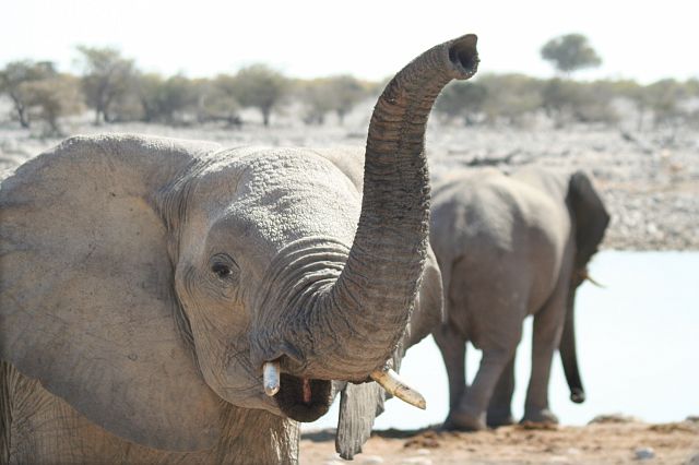 073-etosha-164.jpg - olifanten, Etosha, Namibië