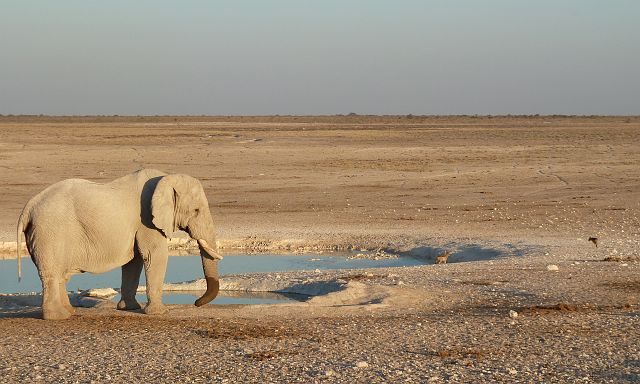 074-etosha-187.jpg - olifanten, Etosha, Namibië