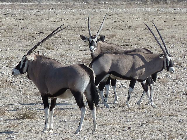 075-etosha-043.jpg - oryxen, Etosha, Namibië