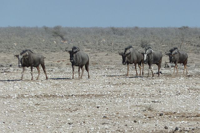 076-etosha-054.jpg - gnoes, Etosha, Namibië