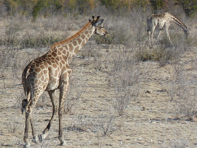 078-etosha-175.jpg - giraffen, Etosha, Namibië