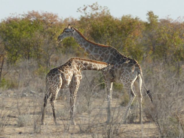 079-etosha-177.jpg - giraffen, Etosha, Namibië