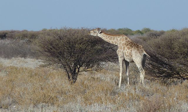 080-etosha-170.jpg - giraffen, Etosha, Namibië