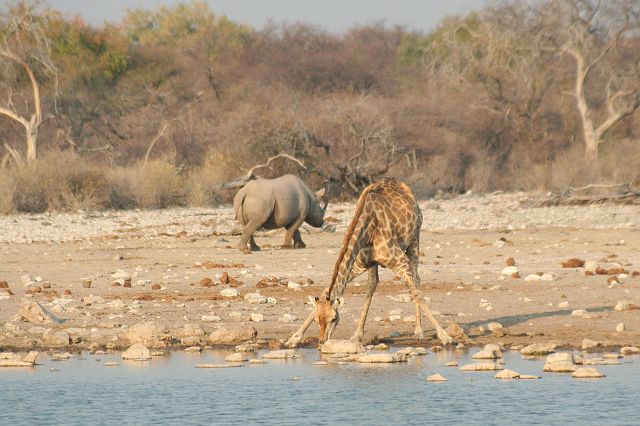 081-etosha-243.jpg - neushoorn en giraf, Etosha, Namibië