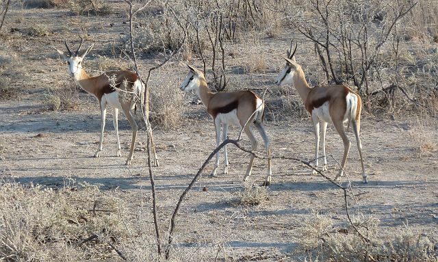 082-etosha-191.jpg - springbokken,  Etosha, Namibië