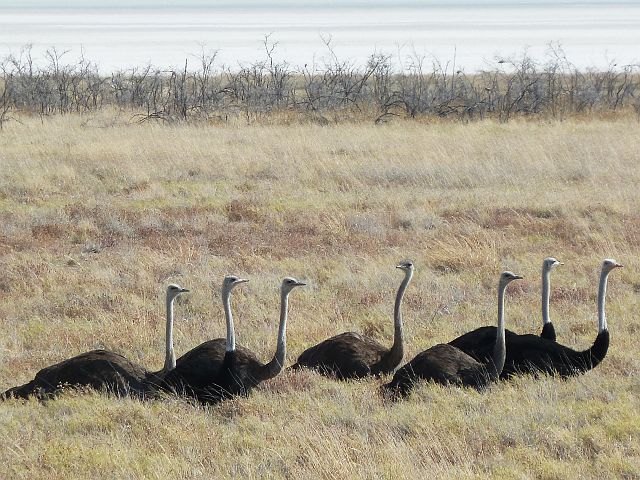 083-etosha-211.jpg - struisvogels, Etosha, Namibië