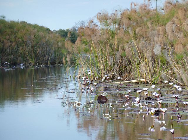 087-okavangodelta-017.jpg - Okavangodelta, Botswana