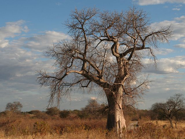 104-caprivistrip-18.jpg - Baobab, Caprivi Strip, Namibië