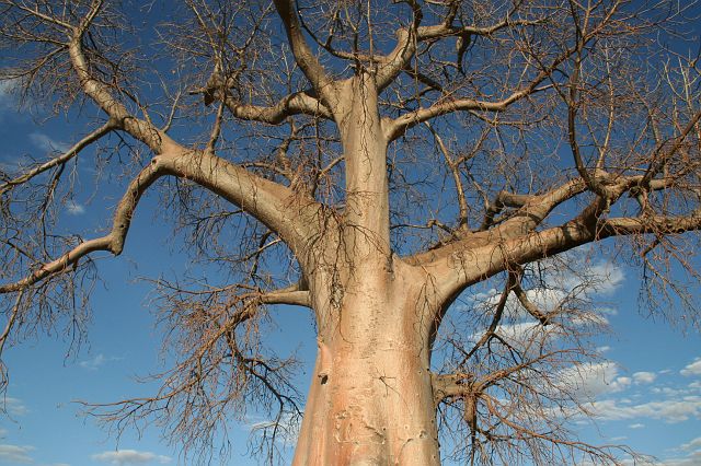 105-caprivistrip-16.jpg - Baobab, Caprivi Strip, Namibië