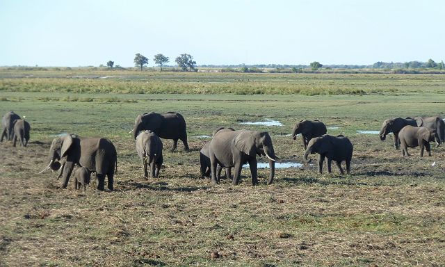 112-chobe-017-boottocht-eerste-dag.jpg - olifanten, Chobe, Botswana