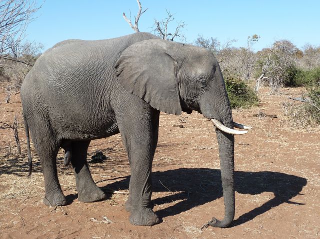113-chobe-152-extended-ochtend-gamedrive.jpg - olifanten, Chobe, Botswana