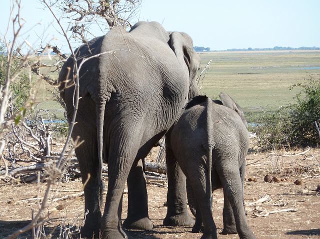 115-chobe-159-extended-ochtend-gamedrive.jpg - olifanten, Chobe, Botswana