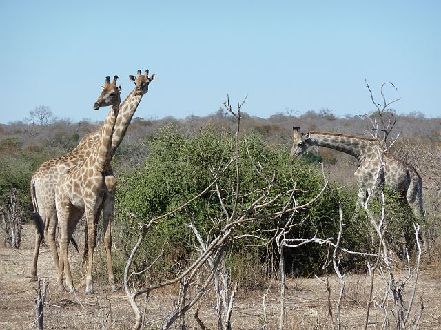 117-chobe-171-extended-ochtend-gamedrive.jpg - giraffen, Chobe, Botswana