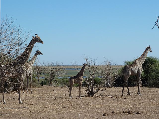 118-chobe-150-extended-ochtend-gamedrive.jpg - giraffen, Chobe, Botswana