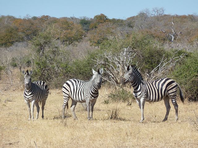 121-chobe-174-extended-ochtend-gamedrive.jpg - zebra's, Chobe, Botswana