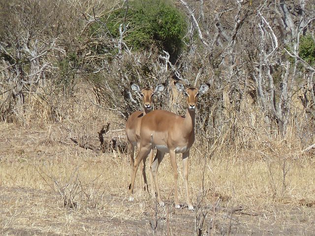 122-chobe-176-extended-ochtend-gamedrive.jpg - impala's, Chobe, Botswana
