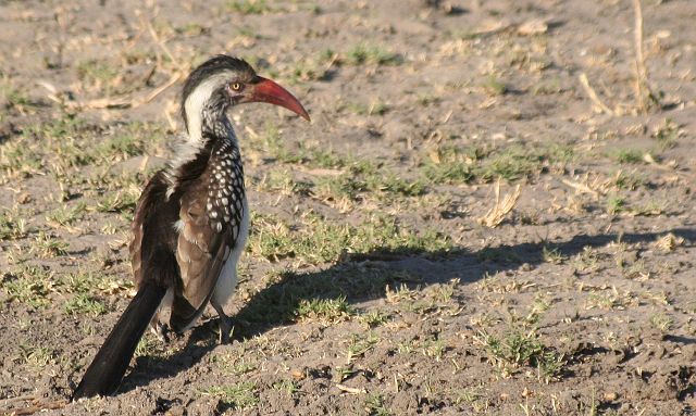 129-chobe-109-extended-ochtend-gamedrive.jpg - neushoornvogel, Chobe, Botswana