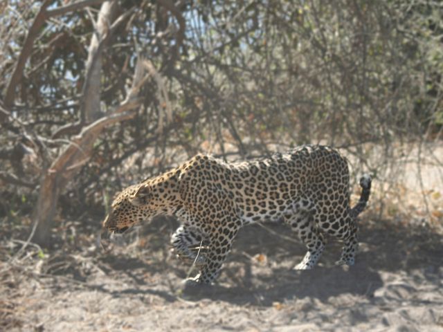 141-chobe-181-extended-ochtend-gamedrive-luipaard.jpg - luipaard, Chobe, Botswana