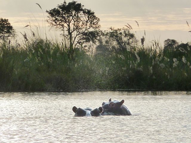 97-okavangodelta-100-mokoro-ochtend.jpg - hippo's spotten, Okavangodelta, Botswana