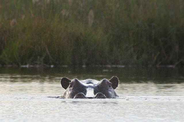 98-okavangodelta-102-mokoro-ochtend.jpg - hippo's spotten, Okavangodelta, Botswana
